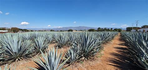 Mexico Tequila Agave - Free photo on Pixabay - Pixabay