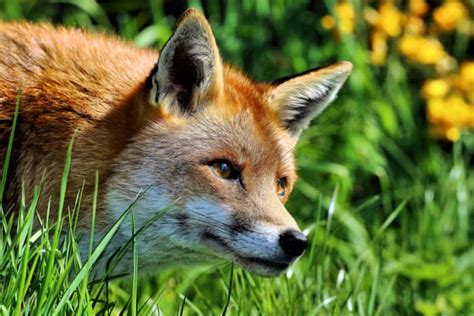 Pet Fox Guide: Legality, Care, and Important Information - PetHelpful