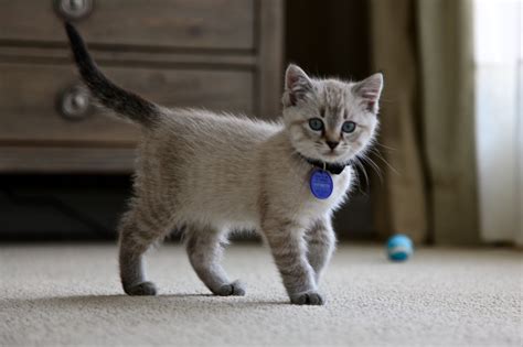 Lynx Point Siamese Kitten - Bixby