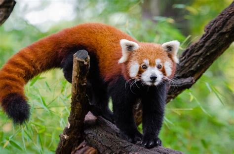 Red Panda Facts for Kids | Red Pandas | Cute Red Panda Photos