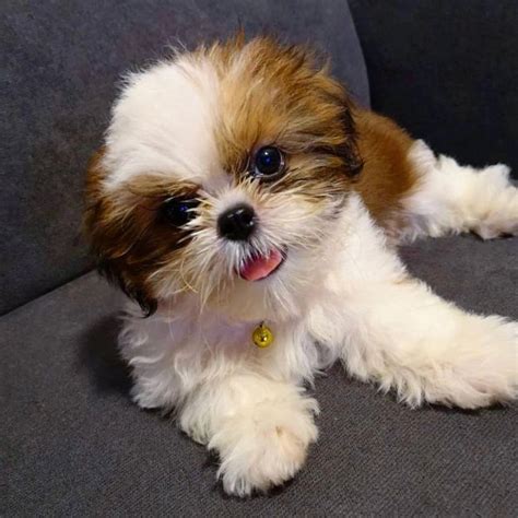 AVAILABLE PUPPIES | Shih Tzu Breeders Homes