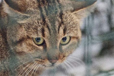 Mysterious Corsican 'cat-fox' revealed as unique species | The Straits Times