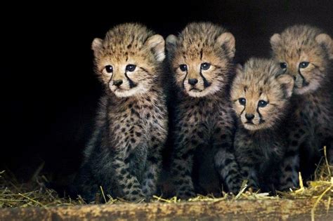 Cute Wild Animals Wallpapers - Top Free Cute Wild Animals Backgrounds - WallpaperAccess