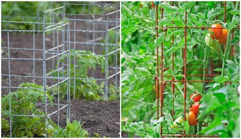 Tomato Cages: How To Use, Best Types & One Type You Shouldn't Use - Tomato Bible