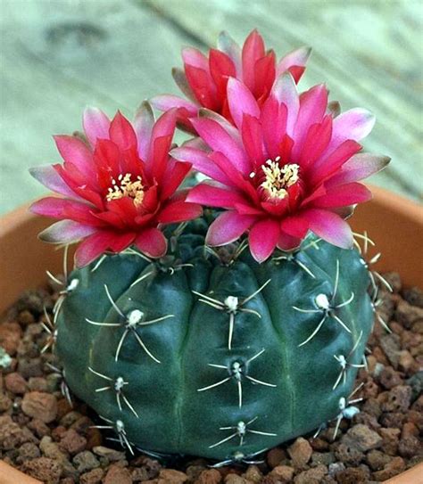 10 Types of Indoor Cactus plants | Best Cactus for home gardening - Naturebring