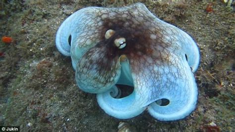 Moment octopus camouflages itself against Caribbean reef is captured on video | Daily Mail Online