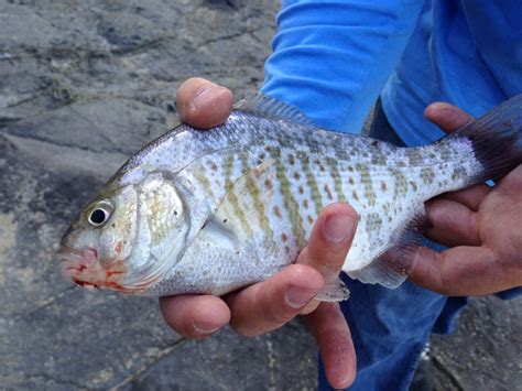 Surf Perch Fishing From Shore - Beach to Ocean