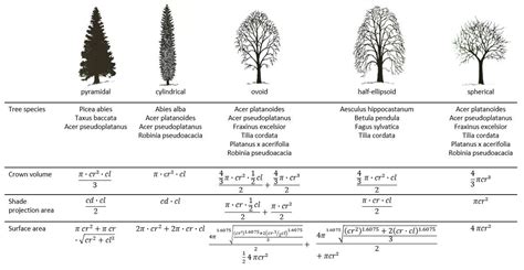 Forests | Free Full-Text | Crown Shapes of Urban Trees-Their Dependences on Tree Species, Tree ...