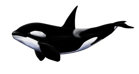 Orca clipart white background, Orca white background Transparent FREE for download on ...