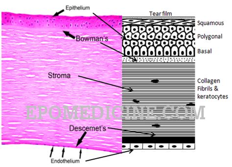 Histology of Cornea and Corneal Dystrophies | Epomedicine