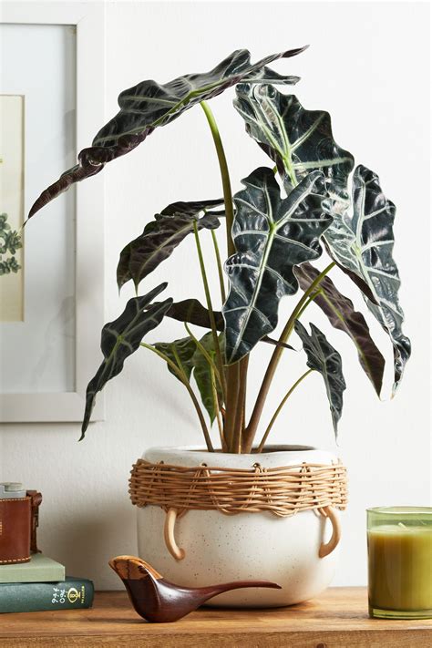 Elephant Ears Indoor Plant