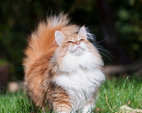 Norwegian Forest cat breed description, characteristics, appearance, history - Hvostnyus ...