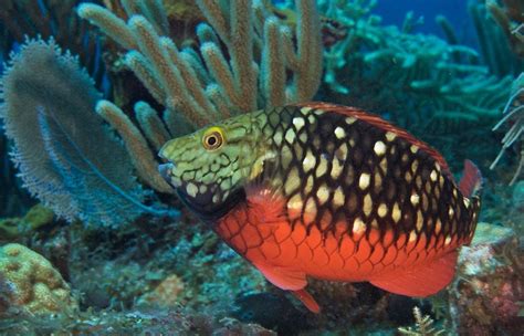 Parrotfish: Important Coral Reef Keepers - Curaçao Chronicle