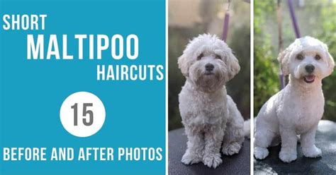 Maltipoo Haircuts Before And After