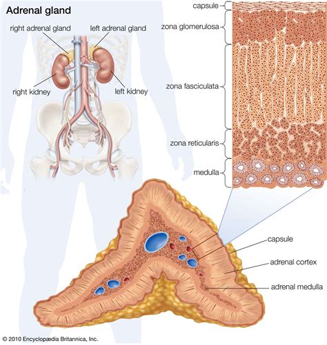 Adrenal gland | Definition, Anatomy, & Function | Britannica