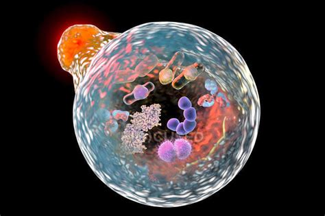 Lysosome fusing with autophagosome — destroying, hydrolytic enzymes - Stock Photo | #160567022