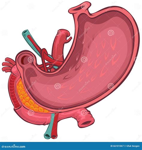 Cartoon Style Drawing Of Human Stomach Stock Vector - Image: 66101067