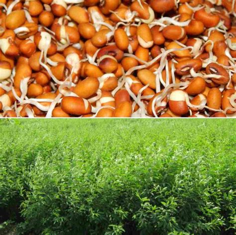 Red gram Seed Germination Procedure (Arhar/Tur Dal) | Agri Farming