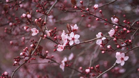 4K Cherry Blossom Wallpapers - Top Free 4K Cherry Blossom Backgrounds ...