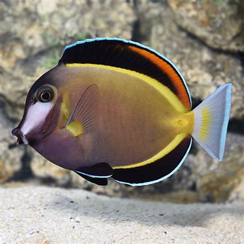 Powder Brown Tang: Saltwater Aquarium Fish for Marine Aquariums | Saltwater aquarium fish ...