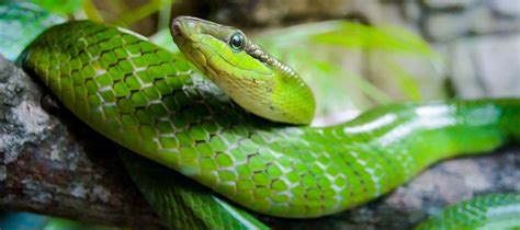 A Guide to Pet Snake Care | PetPost | PetPost Australia