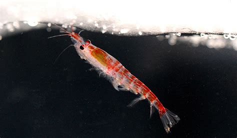 Antarctic Krill Swarm