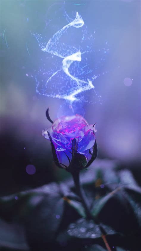 Blue Rose, elements, ice, HD mobile wallpaper | Peakpx