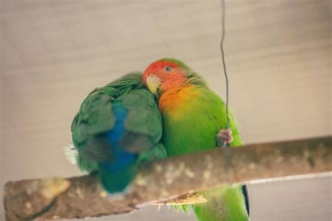 Premium Photo | The moment of tenderness between a parrots two parrots appear as one is ...