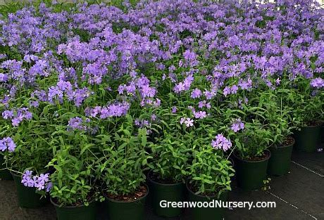 Blue Moon Woodland Phlox | Greenwood Nursery