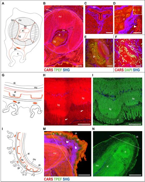 Frontiers | Imaging Arm Regeneration: Label-Free Multiphoton Microscopy to Dissect the Process ...