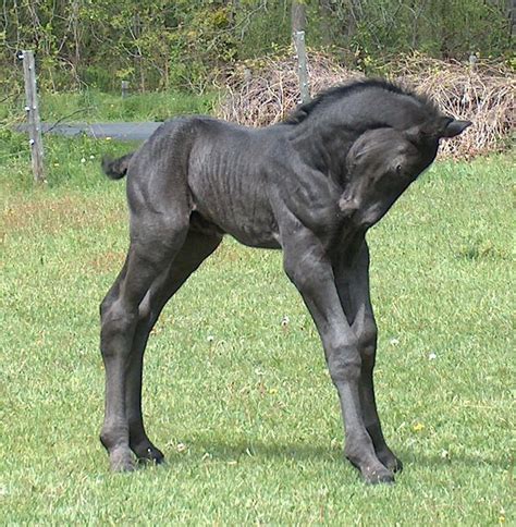 Percheron Foal