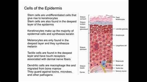 Cells of the Epidermis - YouTube