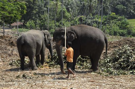 Elephant Orphanage In Sri Lanka Isn’t Actually A Sanctuary At All - The ...