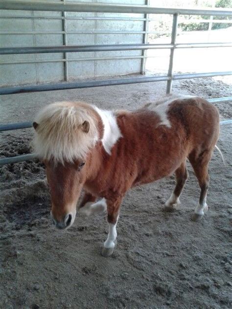 Miniature pony | Miniature ponies, Pony, Animals