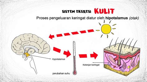 Proses Ekskresi Pada Kulit Manusia - IMAGESEE