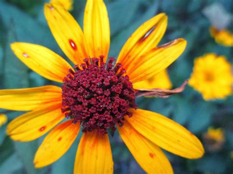 Country Weekend ~: the summer of wildflowers