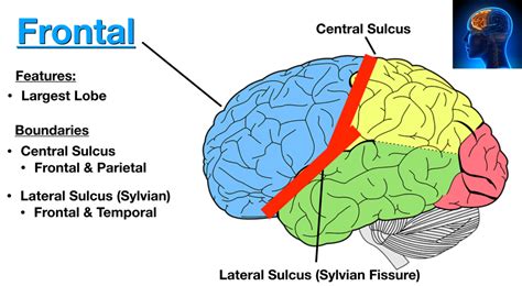 Image: The central sulcus divides the frontal lobe (blue) and parietal ...