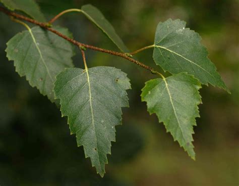 How to Identify Common North American Trees by Leaf