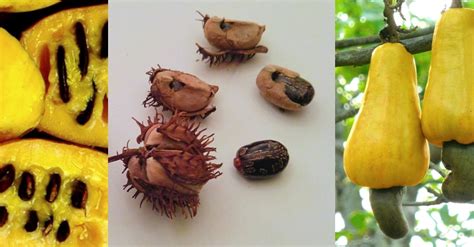 7 Poisonous Foods Humans Are Still Eating | Dusty Old Thing