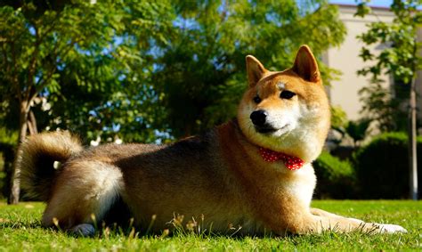 Professor Akira - Brain Training for Dogs