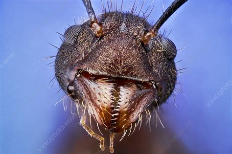 Ant head - Stock Image - C018/2372 - Science Photo Library