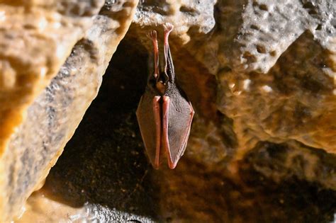 Wyandotte Caves: Tour These Ancient Caves Mined By Native Americans For ...