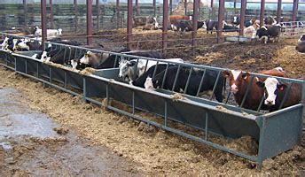 Penderfeed Livestock Equipment, Duns, Scottish Borders: Cattle Feeding ...