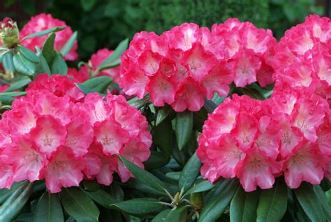 Azalea | Description, Rhododendron, Major Species, & Facts | Britannica