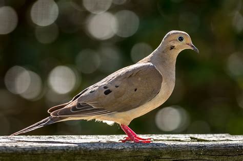 Dove Symbolism and Meaning (Totem, Spirit, and Omens) - Sonoma Birding