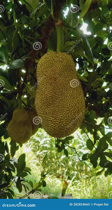 Jackfruit Cultivation in Nepal Stock Image - Image of plantation, leaf: 282824665