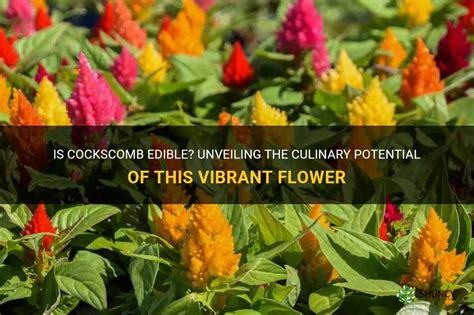 Is Cockscomb Edible? Unveiling The Culinary Potential Of This Vibrant ...