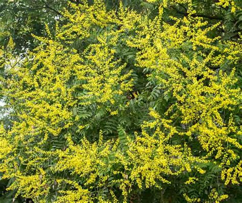 Koelreuteria paniculata (Golden Rain Tree)