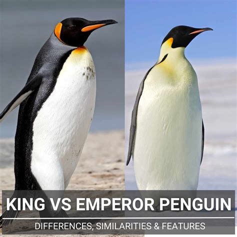 Emperor Penguin Fish