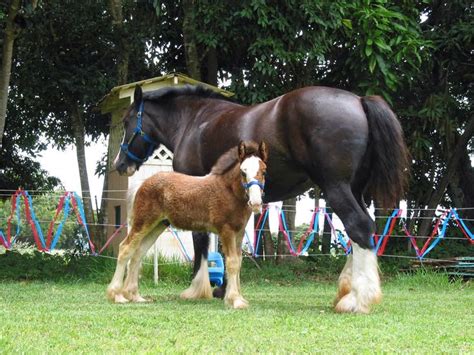 17 Best images about Clydesdale Foal Ref on Pinterest | Horses for sale, Drums and Places